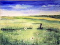 CHAMPS DE MARGUERITES – Aquarelle Originale